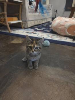 Boppy -  Domestic Short Hair Cat for Adoption in Shepherdsville, Kentucky - Boppy | PetCurious