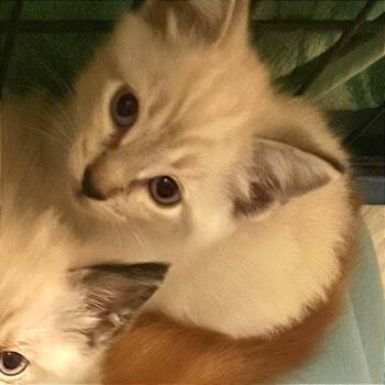 Mangosteen -  Siamese and Domestic Short Hair Cat for Adoption in Houston, Texas - Mangosteen | PetCurious
