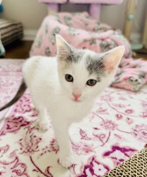 Kiwi -  Calico and Domestic Short Hair Cat for Adoption in Georgetown, Kentucky - Kiwi | PetCurious