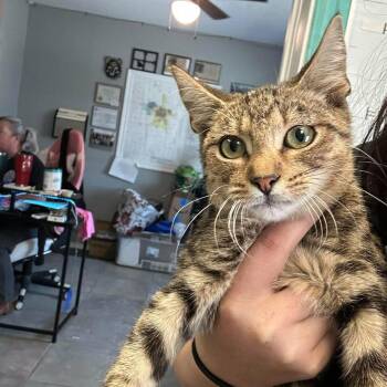 Cappe -  Domestic Short Hair Cat for Adoption in Madill, Oklahoma - Cappe | PetCurious