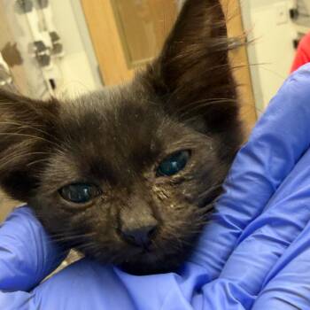 Bear (9) -  Domestic Short Hair Cat for Adoption in Marshall, Texas - Bear (9) | PetCurious