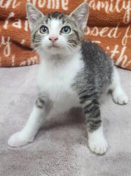 Jasper -  Domestic Short Hair Cat for Adoption in Little Rock, Arkansas - Jasper | PetCurious