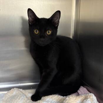 Rescue Domestic Short Hair Cats for Adoption in Middleburg, Florida - Robin Williams 27708 | PetCurious