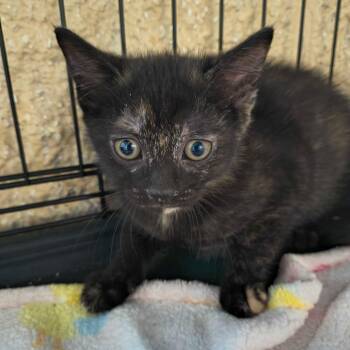 Ariel -  Domestic Short Hair Cat for Adoption in Riverwoods, Illinois - Ariel | PetCurious