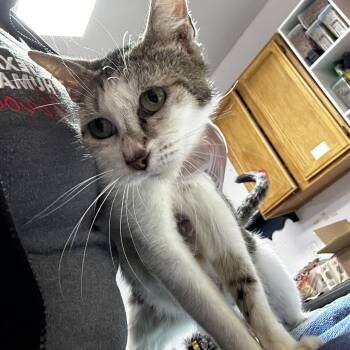 Kristen -  Domestic Short Hair Cat for Adoption in Leander, Texas - Kristen | PetCurious