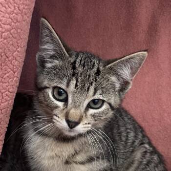 Domestic Short Hair Cats Available for Adoption in Chicago, Illinois - Janitor | PetCurious