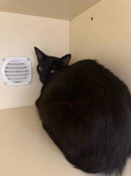 Peachy -  Domestic Short Hair Cat for Adoption in Bloomington, Indiana - Peachy | PetCurious