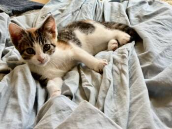 Domestic Short Hair Cats Available for Adoption in Santa Cruz, California - BONK* | PetCurious