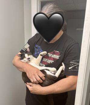 Bigote -  Domestic Short Hair Cat for Adoption in Wheaton, Illinois - Bigote | PetCurious