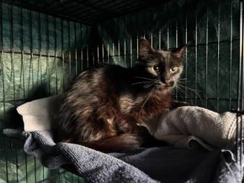 Legatha -  Domestic Short Hair Cat for Adoption in Cloquet, Minnesota - Legatha | PetCurious
