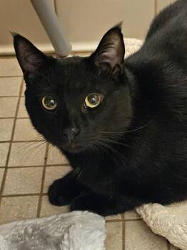 SESCA -  Domestic Short Hair Cat for Adoption in Clyde, North Carolina - SESCA | PetCurious