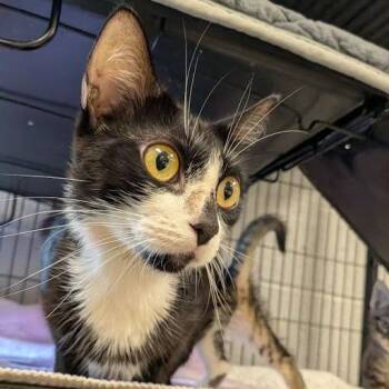 Dotty -  American Shorthair Cat for Adoption in East St. Louis, Illinois - Dotty | PetCurious
