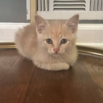 Manx Cats Available for Adoption in Lilburn, Georgia - Claude | PetCurious
