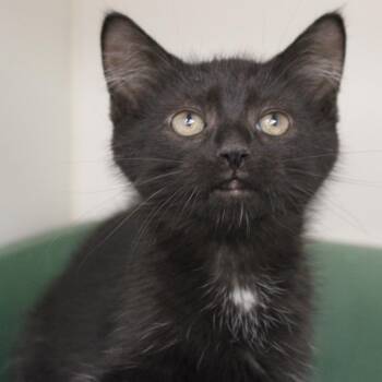 Mr. Fantastic -  Domestic Short Hair Cat for Adoption in Champaign, Illinois - Mr. Fantastic | PetCurious