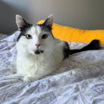 Ballad -  Domestic Medium Hair Cat for Adoption in Evanston, Illinois - Ballad | PetCurious