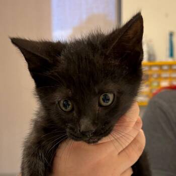Jet -  Domestic Short Hair Cat for Adoption in Nashville, Tennessee - Jet | PetCurious