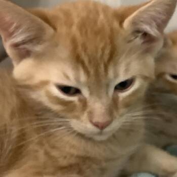 Toffee -  Domestic Short Hair Cat for Adoption in Redwood City, California - Toffee | PetCurious