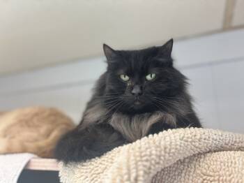 Rescue Domestic Medium Hair Cats for Adoption in Papillion, Nebraska - Styx | PetCurious