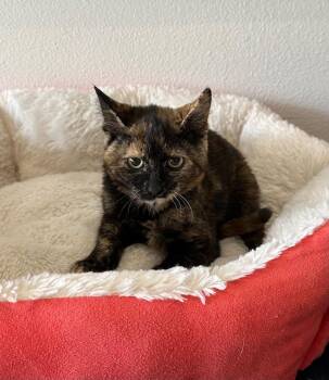 Sugar Pie -  Domestic Short Hair Cat for Adoption in Newberg, Oregon - Sugar Pie | PetCurious