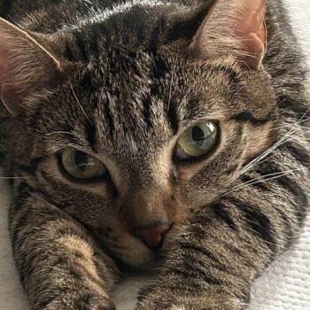 CROIXX -  Domestic Short Hair Cat for Adoption in Tampa, Florida - CROIXX | PetCurious
