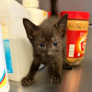 Domestic Short Hair Cats Available for Adoption in Tuscaloosa, Alabama - TUSC-Stray-84514_2_3_4 | PetCurious