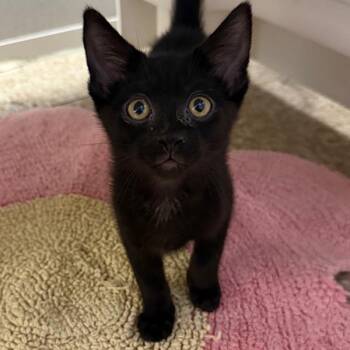 Zion -  Domestic Short Hair Cat for Adoption in Des Moines, Iowa - Zion | PetCurious