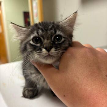 Slim Jim -  Domestic Long Hair Cat for Adoption in Ottawa, Kansas - Slim Jim | PetCurious
