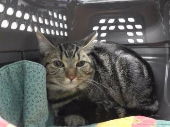 Rescue Domestic Short Hair Cats for Adoption in Omaha, Nebraska - LUNA | PetCurious