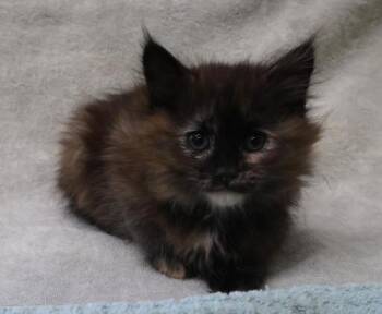 Domestic Medium Hair Cats Available for Adoption in Thief River Falls, Minnesota - Fiona | PetCurious
