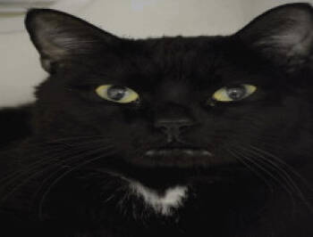 Rescue Domestic Short Hair Cats for Adoption in Bothell, Washington - Luffy | PetCurious