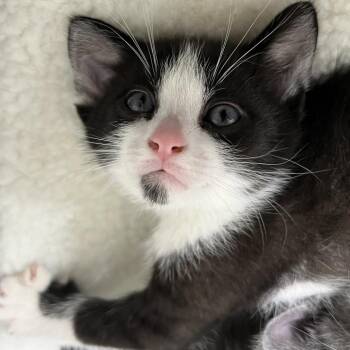 Domestic Short Hair Cats Available for Adoption in Las Vegas, Nevada - Lonan 53472 | PetCurious