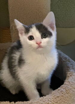 Rescue Domestic Short Hair Cats for Adoption in Newtown Square, Pennsylvania - Kale | PetCurious