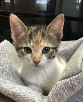Calico Babies -  Calico Cat Available for Adoption in Salem, New Hampshire - Calico Babies | PetCurious
