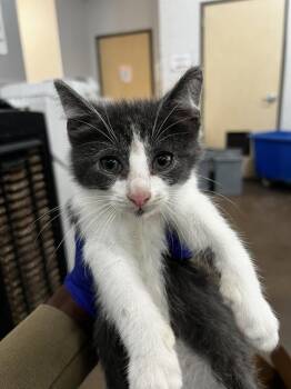 Domestic Medium Hair Cats Available for Adoption in Dallas, Texas - SCALLOP | PetCurious