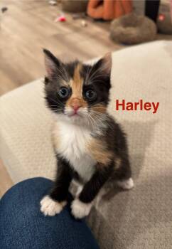 Rescue American Shorthair and Calico Cats for Adoption in Laguna Beach, California - Harley | PetCurious
