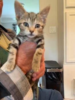 Domestic Short Hair Cats Available for Adoption in Grand Rapids, Michigan - Relish | PetCurious