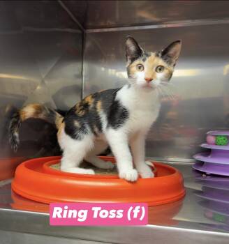 Ring Toss -  Calico and Domestic Short Hair Cat for Adoption in Montville, New Jersey - Ring Toss | PetCurious