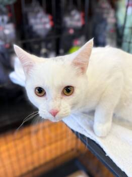 Rescue Domestic Short Hair Cats for Adoption in Calgary, Alberta - One Fish | PetCurious