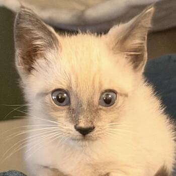 Clove -  Siamese Cat for Adoption in Santa Ana, California - Clove | PetCurious