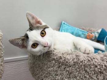 Rescue Domestic Short Hair Cats for Adoption in Goshen, Indiana - Alaska | PetCurious