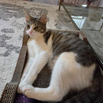 Bayleaf -  Domestic Short Hair Cat for Adoption in Chicago, Illinois - Bayleaf | PetCurious