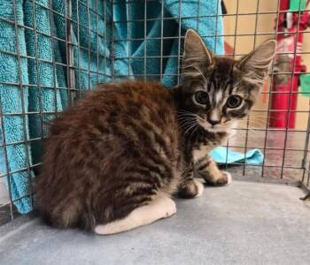 Domestic Short Hair Cats Available for Adoption in Fort Myers, Florida - KATE | PetCurious