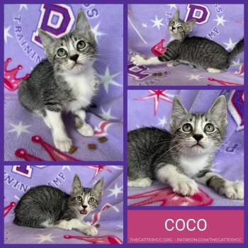 Domestic Short Hair Cats Available for Adoption in Corpus Christi, Texas - Coco | PetCurious