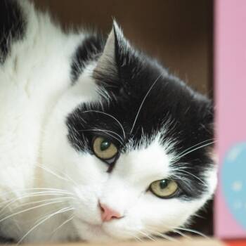 Bell -  Domestic Short Hair Cat for Adoption in Middletown, Rhode Island - Bell | PetCurious