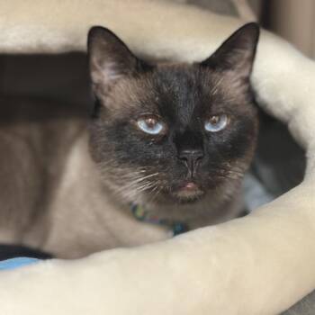 BF4888 Blueberry -  Siamese Cat for Adoption in Port Washington, New York - BF4888 Blueberry | PetCurious