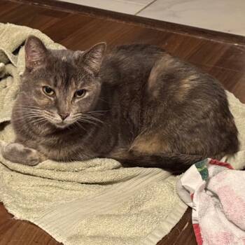 Domestic Short Hair Cats Available for Adoption in Huntsville, Alabama - Juliet | PetCurious