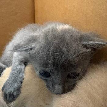 Domestic Short Hair Cats Available for Adoption in League City, Texas - Fig | PetCurious