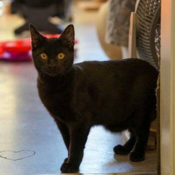 Magpie -  Domestic Short Hair Cat for Adoption in Jackson, Wyoming - Magpie | PetCurious
