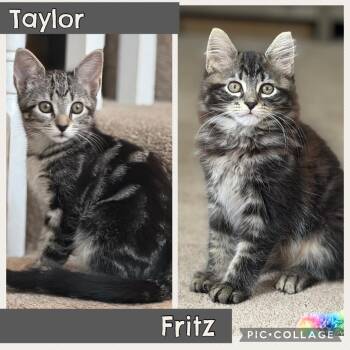 Taylor & Fritz -  Maine Coon and Domestic Long Hair Cat for Adoption in Allentown, New Jersey - Taylor & Fritz | PetCurious