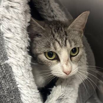 Easton -  Domestic Short Hair Cat for Adoption in West Palm Beach, Florida - Easton | PetCurious